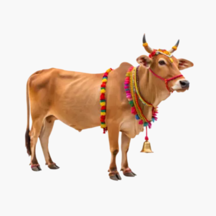 cow share qurbani